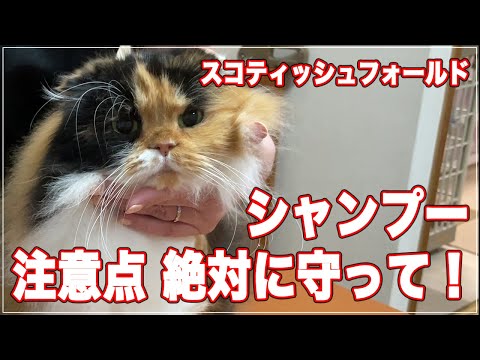 スコティッシュフォールド:特徴的な折れ耳を持つ愛らしい猫