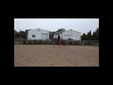 Fuchswallach Don Primero x Sandro Song