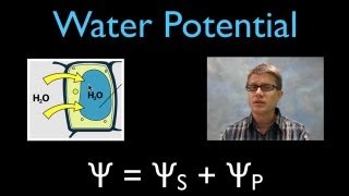 Water Potential