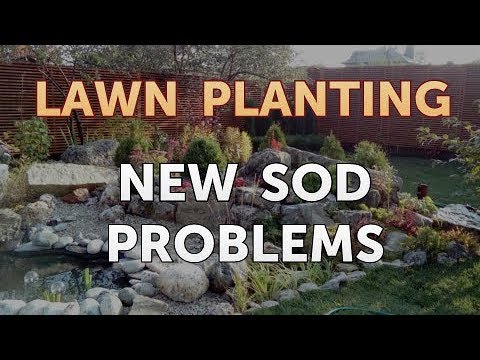 New Sod Problems