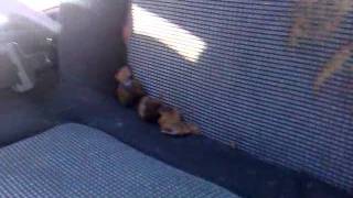 Mas um dia de trabalho