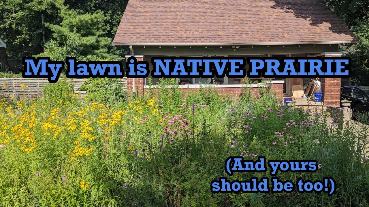 My front lawn is a native prairie restoration AND why / how you should do it too