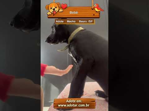 Vídeo de Bebê