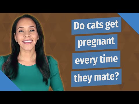 Do cats get pregnant every time they mate?
