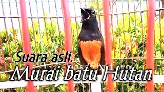 Download lagu MUDA HUTAN GACOR BUKA PARUH ISIAN SUARA ALAMI BURUNG HUTAN mp3