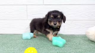 ハーフ犬の動画01