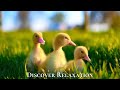 Peaceful Farm Ambience with Farm Animals and Relaxing Music, Acoustic Guitar, Instrumental Music