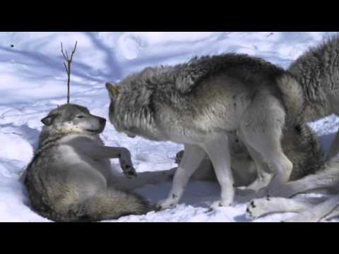 Female Timber Wolf in Heat - Parc Omega Canada