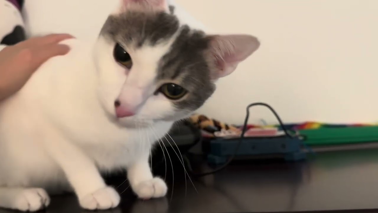 Enlarge Abbot (lap cat), a Adoptable Domestic Short Hair in Oceanside, CA video 6/6