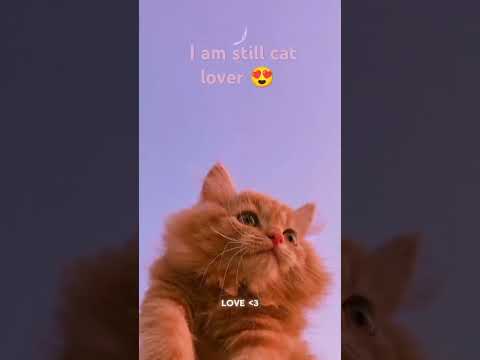 # l am still cat lover 😍@ ansari tanzila 💖💞