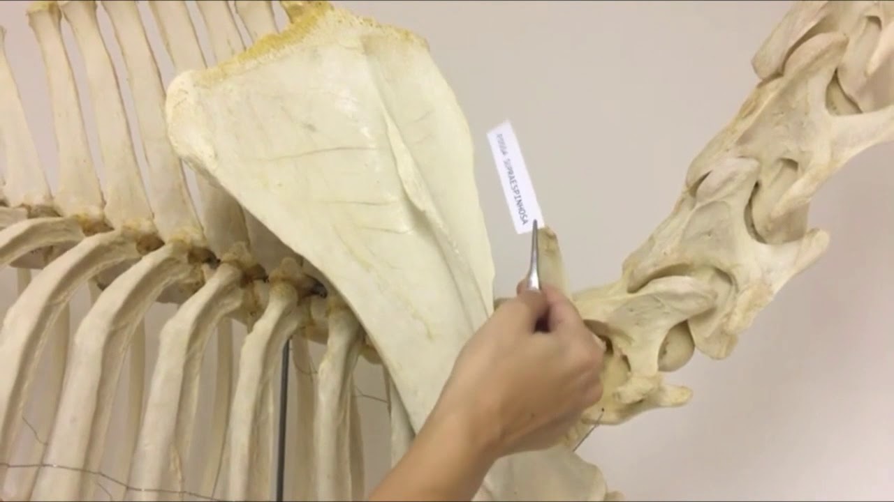 Escápula Osteologia Medicina Veterinária #osteologia #Medicinaveterinaria