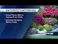 Protecting Plants From The Cold Weather