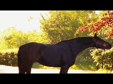 Super school master / competition horse - Image 2