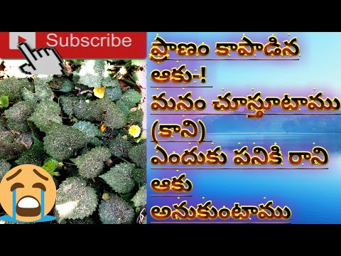 ప్రాణం పోసిన ఆకు/పనికి రాని ఆకు /How to create leef/in Telugu/M.S.M Telugu channel M. Subramanyam