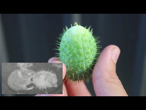 The Wild Cucumber - How it became one of the 20 most invasive plants in Europe