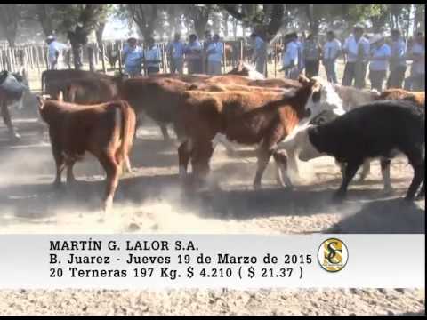 Venta de Hembras - Martin G. Lalor S.A. - B. Juarez. 19-03-2015