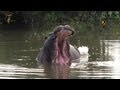 Slow Mo Hippo