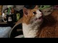 Meowing Cat Is Distraught