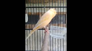 Download lagu Canary songs 🔥🔥 || Kenari gacor lagunya bikin ngiler #shorts #canarysongs #kenarifullisian mp3