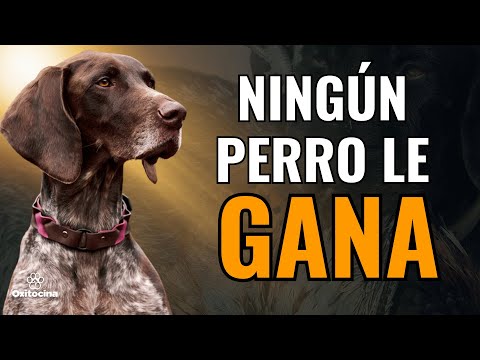 ¿Cuál es el Mejor Perro de Caza Para Cada Presa?