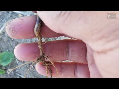 Seed Corn Maggot Control