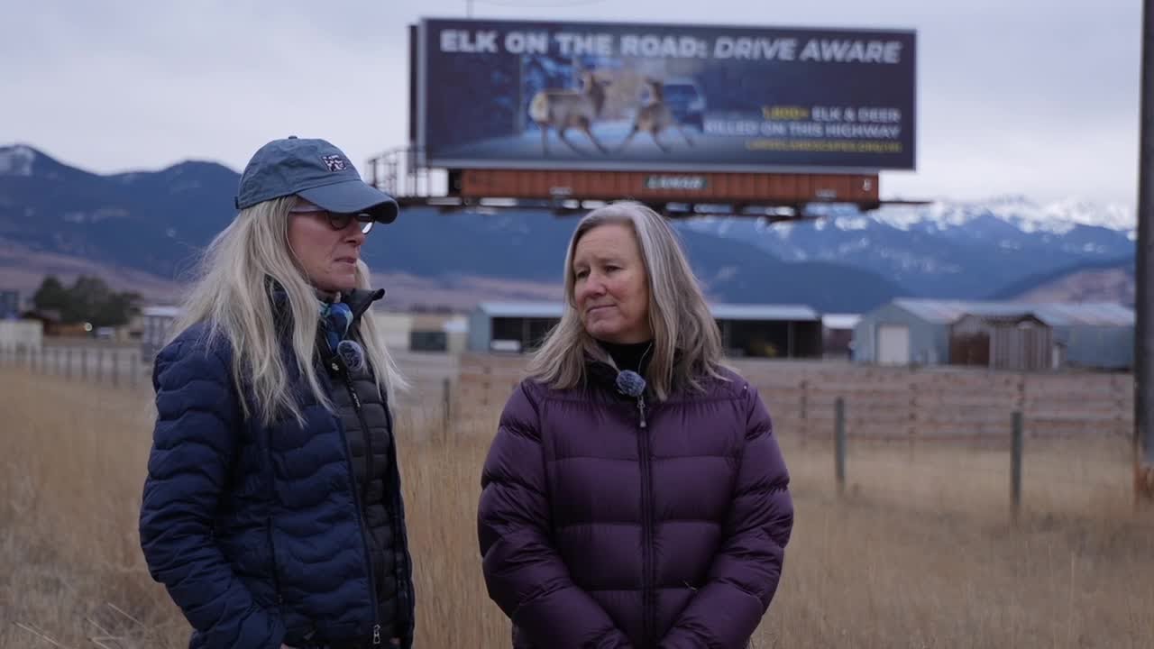 New billboards warn Highway 191 drivers about elk crossings in high-collision area