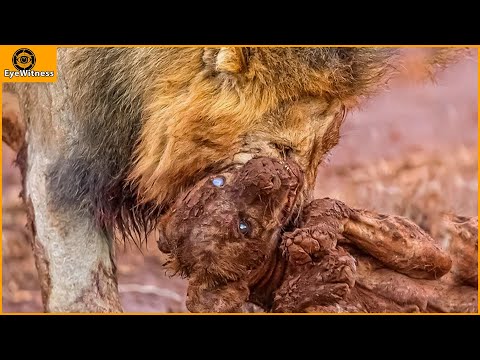 The Tragic Fate Of The Hyena When The Lion Destroyed Whole Family | Wild Animal