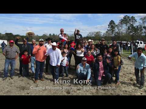 King Kong vs La Felina