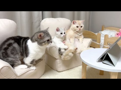 본인들 유튜브 모니터링 하는 고양이