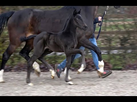 *2021 Stute von La Vie - Alabaster SOLD!!!