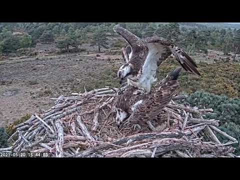 Male Osprey 022 and female CJ7 mating attempt 18/05/21