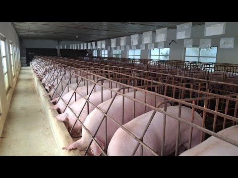 Full Video During the Process of Raising Pigs to Selling