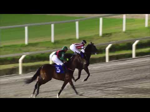 230723 c10 UNIVERSAL HORSE (BRZ)