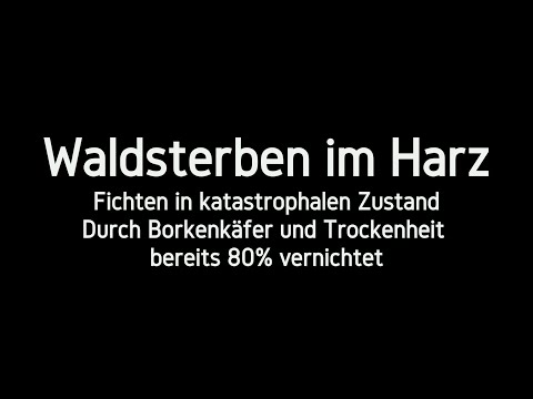 😭Waldsterben im Harz, 80% der Fichten abgestorben 4K🎥🇩🇪