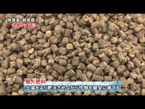 牡丹の肥料：春に適用する最も効果的な天然物は次のとおりです。  庭園