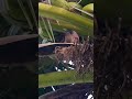 Common Myna Shorts Ytshorts Youtubeshorts Trending Viral Shortsvideo Bird Myna