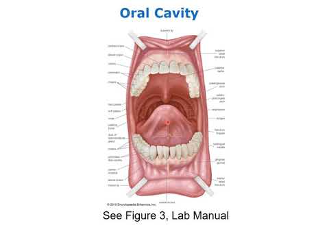 Anatomy of the Oral Cavity, Pharynx, and Esophagus