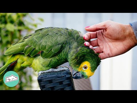 83 Year Old Parrot Was Abused For Years. Now He’s Thriving | Cuddle Buddies