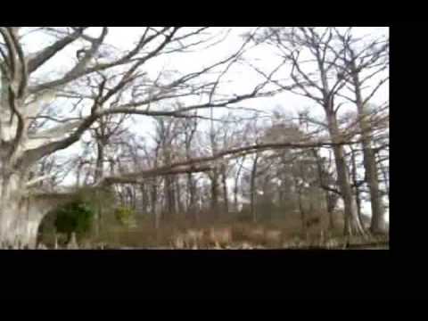 RONNIE JOHNSON BAND-country down in me video 0002