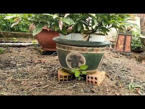 Chăm sóc mai cuối tháng tư âm lịch