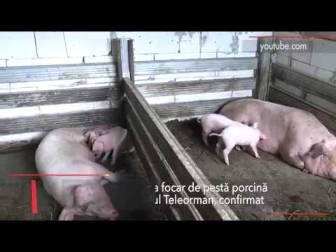 Stiri Mediafax 29 Octombrie - Încă un focar de pestă porcină