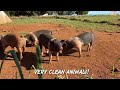 Amazing Pigs