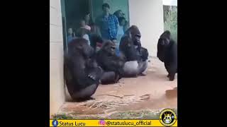 Download lagu story wa lucu kingkong mp3