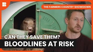 Rare Breed Pig Farmers Race to Save Bloodlines | The Farmers Country Showdown