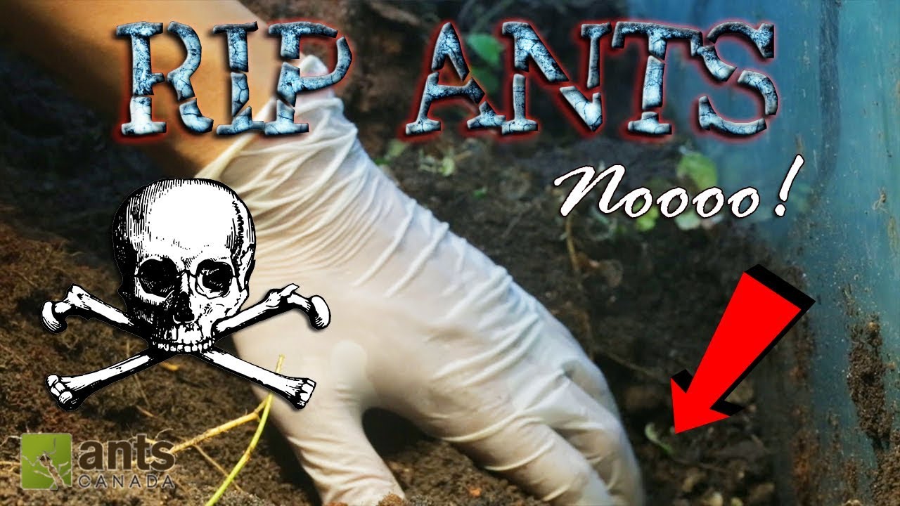 OH NO! ALL ANTS DEAD?!