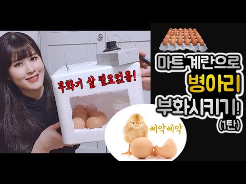 , title : '마트 계란으로 병아리 부화시키기!(1탄)/부화기 만들기'