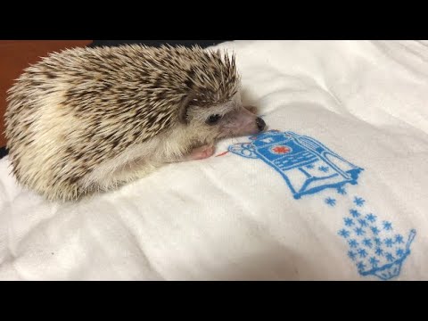 時間厳守のハリネズミ