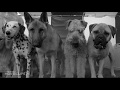 Garfield The Movie Hurt Trailer OFFICIAL