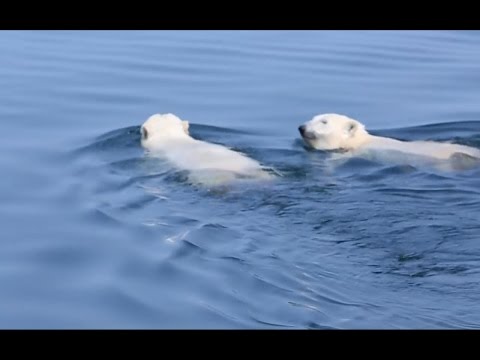 Arctic Summer at Lazy Bear Lodge