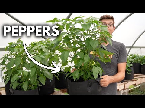 3 Things to NEVER Do When Growing Peppers